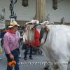 Carro Matto from Rufina