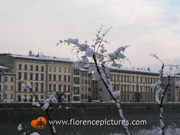 Snow on the trees